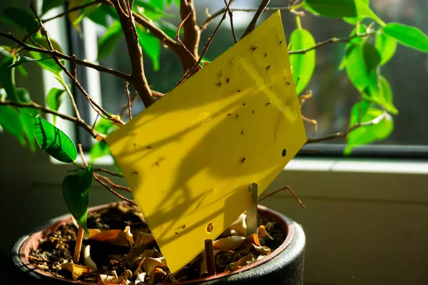 dark-winged fungus - yellow sticky trap