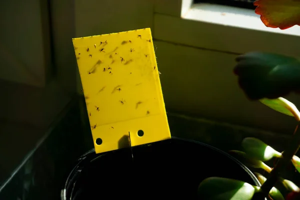 dark-winged fungus - yellow sticky trap