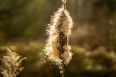 Pamuklu Kedi Kuyruğu Kamışı (Typha latifolia)