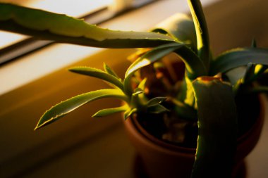 Küçük bir Agave bitkisi.