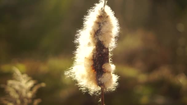 Algodón Esponjoso Cattail Caña — Vídeo de stock