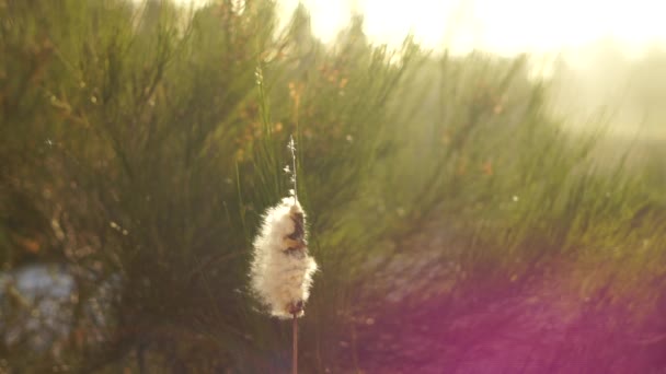 Fluff Cotton Cattail Riet Naadloze Lus — Stockvideo