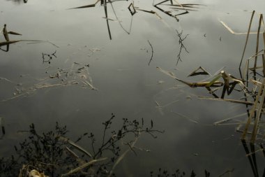 Kirli suyla bataklık