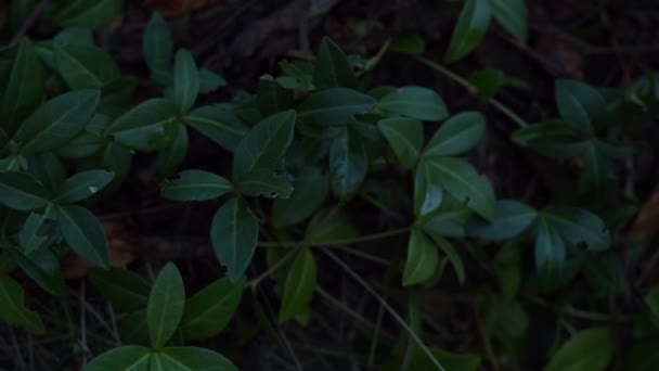 Verdadeiro Myrtle Periwinkle Comum Vinca Minor — Vídeo de Stock