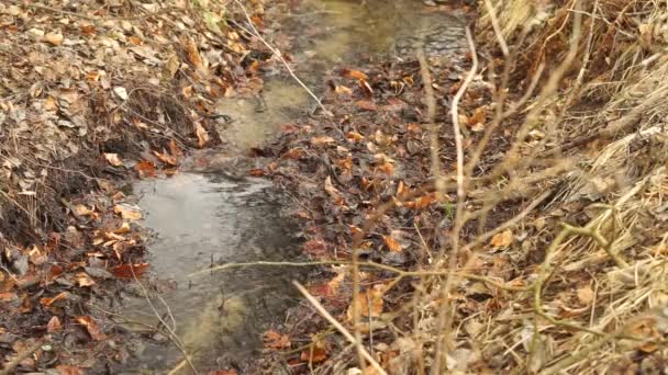 Тече Потік Води Безшовна Петля — стокове відео