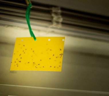 Bazı kara kanatlı mantar sivrisinekleri sinek kağıdına yapışmış.