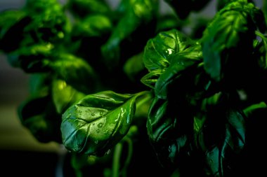 Su damlalı taze fesleğen yaprakları