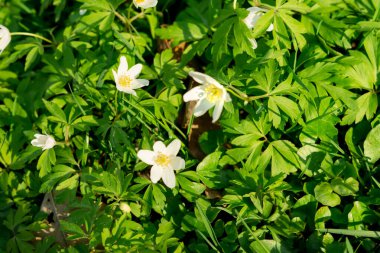 Baharda beyaz şakayık çiçeği. Düğünçiçeği ailesinden (Anemonoides nemorosa)
