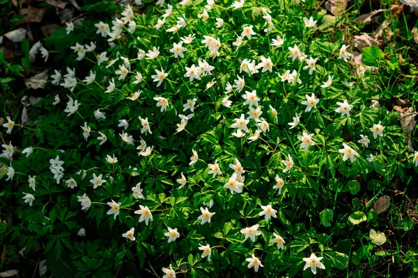 Weiße Anemonen Blühen Frühling Wildblume Aus Der Familie Der Hahnenfußgewächse — Stockfoto