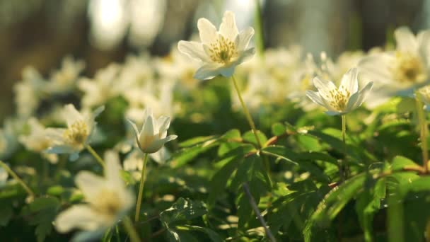 Bunga Anemon Putih Musim Semi Bunga Liar Dari Keluarga Buttercup — Stok Video