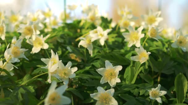 Fiore Anemone Bianco Primavera Fiordaliso Della Famiglia Dei Ranuncoli Anemonoides — Video Stock