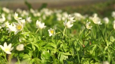 Baharda beyaz şakayık çiçeği. Düğünçiçeği ailesinden (Anemonoides nemorosa)