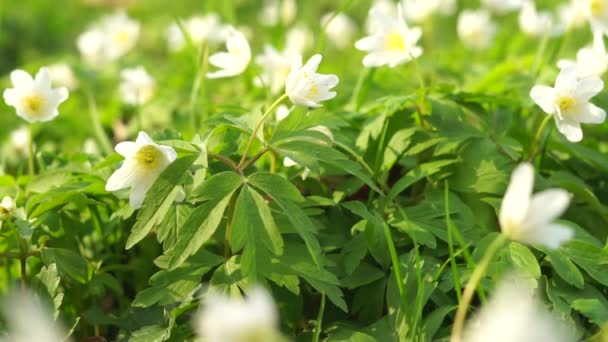 Flor Anêmona Branca Primavera Flor Silvestre Família Dos Buttercup Anemonoides — Vídeo de Stock