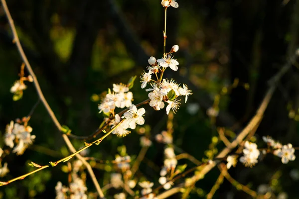 cherry plum blossom in spring. white cherry plum flower head.