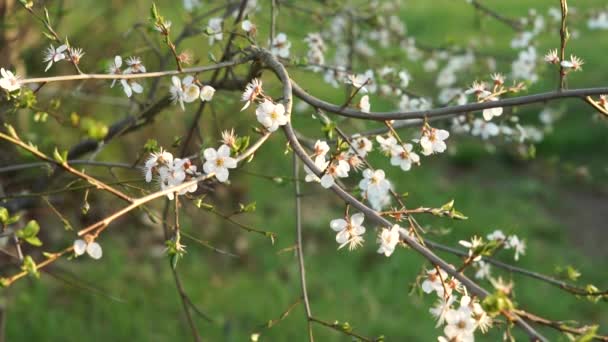 Cherry Plum Blossom Flower Blossom Background — Vídeo de stock