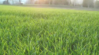 Gün batımında alan (kusursuz döngü). Meditasyon için güneşli alan arka planı. 4K 'da Doğa Arkaplanı