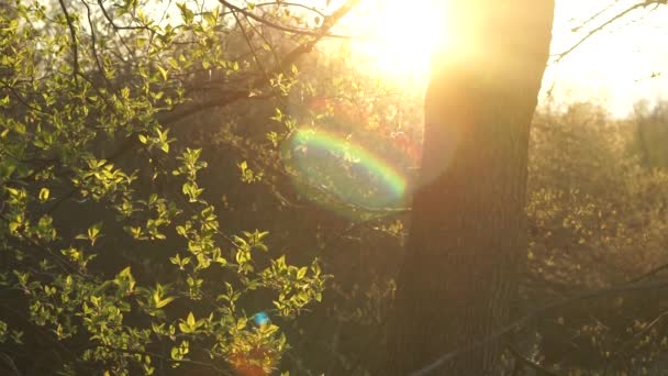 Sluneční Paprsky Mezi Stromy Přírodní Pozadí — Stock video