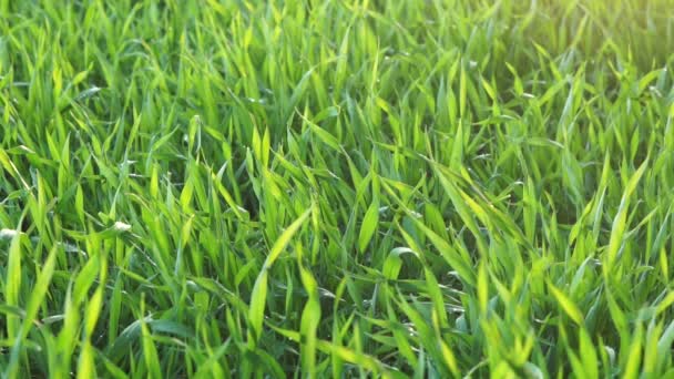 绿草背景 无缝隙的草地在风中飘扬 自然背景4K — 图库视频影像