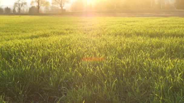 Fält Solnedgången Sömlös Loop Sunny Field Bakgrund För Meditation Naturbakgrund — Stockvideo