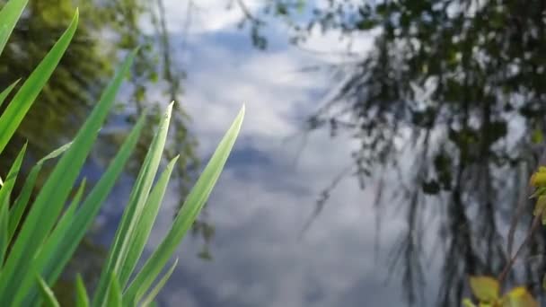 Schilf Wasser Gartenteich — Stockvideo