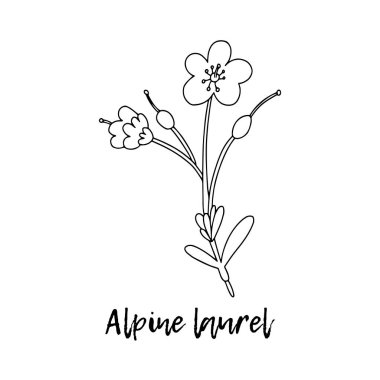 Alp defne (Kalmia microphylla). Ayurveda. Doğal bitkiler. Ayurvedik bitkiler, ilaçlar. Bitki çizimi. Tıbbi bir bitki. Karalamanın stili. Bitkilerden sağlığa yönelik ilaçlar. 
