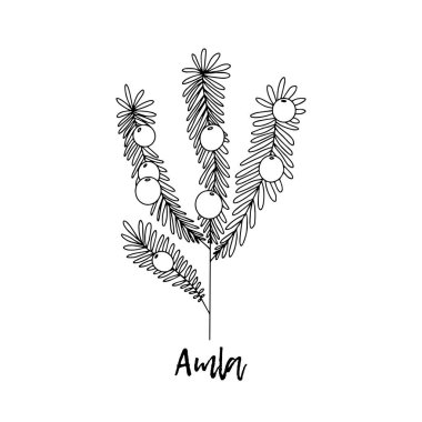 Amla Indian bektaşi üzümü bitkisi, Phyllanthus emblica. Ayurveda. Doğal bitkiler. Ayurvedik bitkiler, ilaçlar. Bitki çizimi. Tıbbi bir bitki. Karalamanın stili. Bitkilerden sağlığa yönelik ilaçlar. 