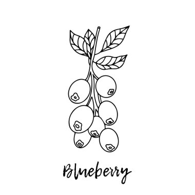 Yabanmersini. Ayurveda. Doğal bitkiler. Ayurvedik bitkiler, ilaçlar. Bitki çizimi. Tıbbi bir bitki. Karalamanın stili. Bitkilerden sağlığa yönelik ilaçlar. Aromaterapi. Faydalı meyveler.