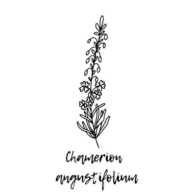 Chamerion angustifolium. Ayurveda. Doğal bitkiler. Ayurvedik bitkiler, ilaçlar. Bitki çizimi. Tıbbi bir bitki. Karalamanın stili. Bitkilerden sağlığa yönelik ilaçlar. Aromaterapi. 