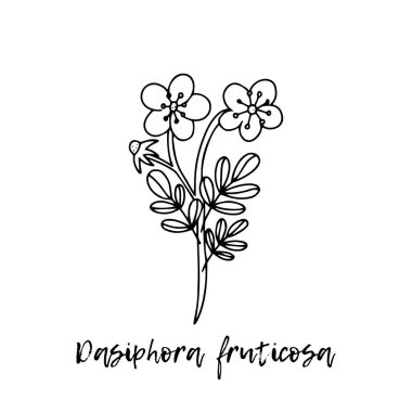 Dasiphora fruticosa. Ayurveda. Doğal bitkiler. Ayurvedik bitkiler, ilaçlar. Bitki çizimi. Tıbbi bir bitki. Karalamanın stili. Bitkilerden sağlığa yönelik ilaçlar. 