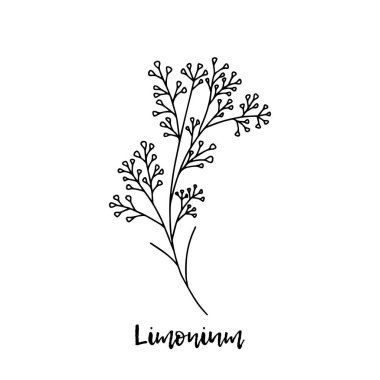 Limonyum. Ayurveda. Doğal bitkiler. Ayurvedik bitkiler, ilaçlar. Karalamanın stili. Bitkilerden sağlığa yönelik ilaçlar. Bitki çizimi. Bir şifalı bitki..