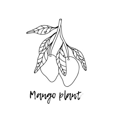 Mango bitkisi. Ayurveda. Doğal bitkiler. Ayurvedik bitkiler, ilaçlar. Bitki çizimi. Tıbbi bir bitki. Karalamanın stili. Bitkilerden sağlığa yönelik ilaçlar. Tropik meyve.