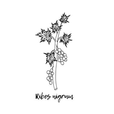 Siyah frenk üzümü (Ribes nigrum), tıbbi bir bitki. Ayurvedik bitkiler, ilaçlar. Ayurveda. Doğal bitkiler. Karalamanın stili. Bitkilerden sağlığa yönelik ilaçlar. Vektör botanik çizimi.