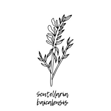 Scutellaria baicalensis. Herbal illustration. A medicinal plant. Ayurvedic herbs, medicines. Ayurveda. Natural herbs. The style of doodles. Medicines for health from plants. clipart