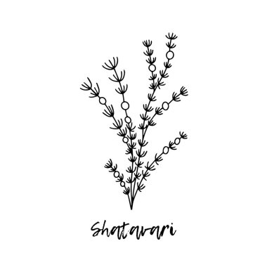Shatavari (Asparagus racemosus) ya da shatamull, tıbbi bir bitki. Ayurvedik bitkiler, ilaçlar. Ayurveda. Doğal bitkiler. Karalamanın stili. Bitkilerden sağlığa yönelik ilaçlar.