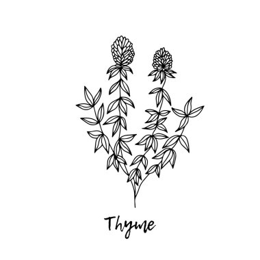 Thymus Serpilllum - Sibirya bitkileri, tıbbi bir bitki. Ayurvedik bitkiler, ilaçlar. Ayurveda. Doğal bitkiler. Karalamanın stili. Bitkilerden sağlığa yönelik ilaçlar. Vektör botanik çizimi.