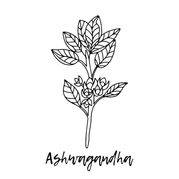 Ashwagandha Withania Somnifera Ayurveda Naturkräuter Ayurvedische Kräuter Medikamente Kräuterillustration Eine — Stockvektor