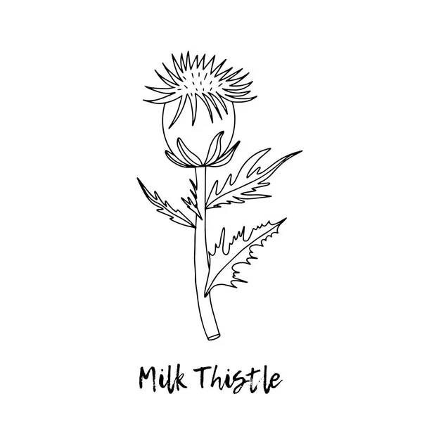 Milk Thistle Ayurveda Natural Herbs Ayurvedic Herbs Medicines Style Doodles — Stock Vector