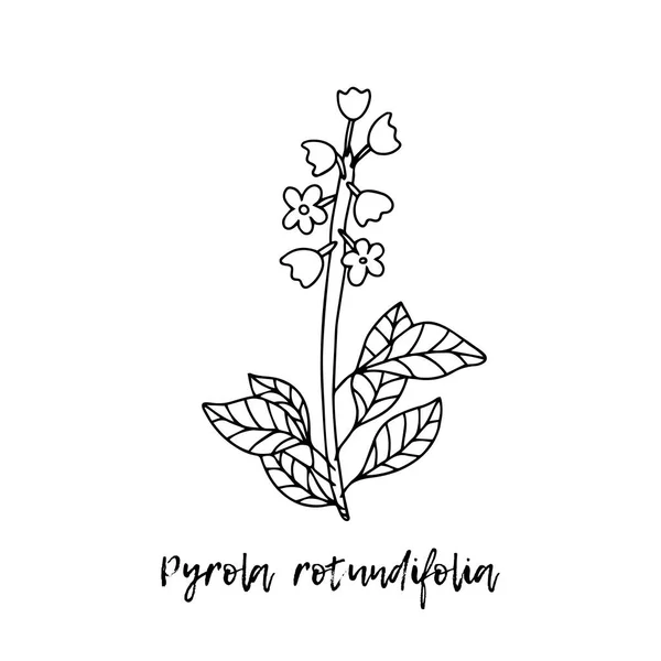 Pyrola Rotundifolia Ayurveda Hierbas Naturales Hierbas Ayurvédicas Medicinas Estilo Garabatos — Archivo Imágenes Vectoriales