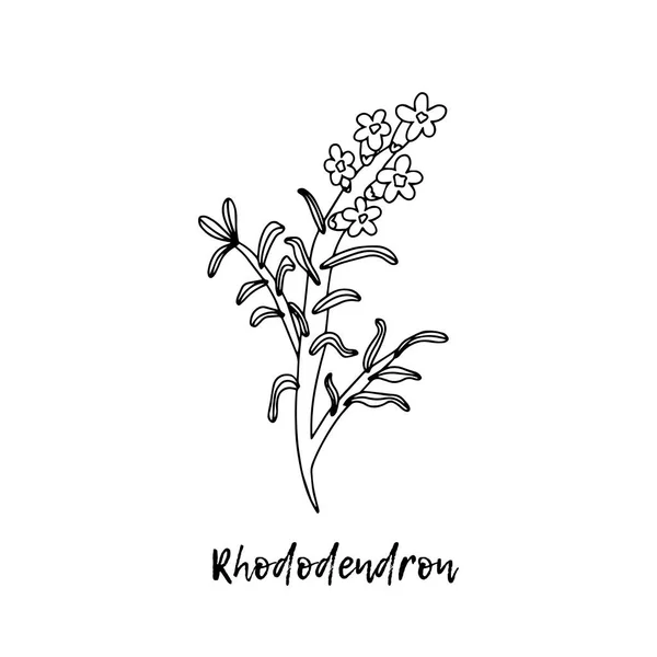 Rhododendron Adamsii Herbal Illustration Medicinal Plants Аюрведичні Трави Ліки Аюрведа — стоковий вектор
