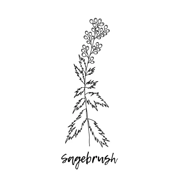 Ájurvédo Přírodní Byliny Styl Čmáranic Léky Pro Zdraví Rostlin Sagebrush — Stockový vektor