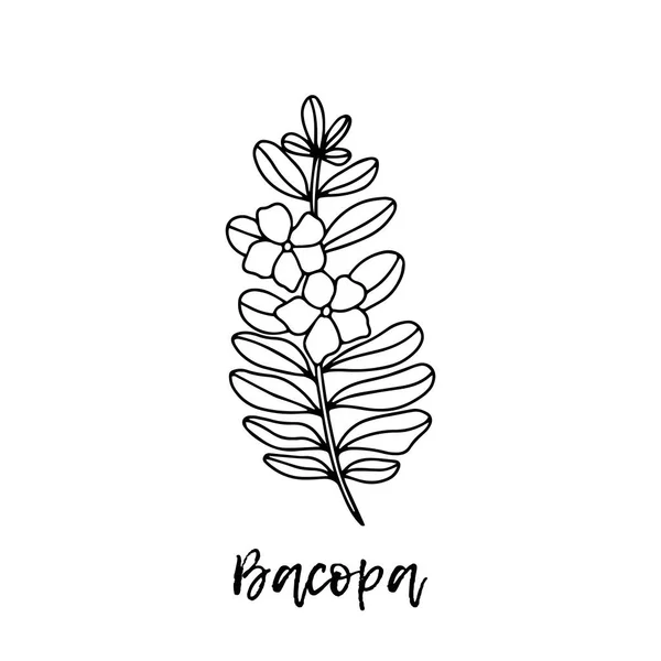 Fleur Bacopa Bacopa Ayurvédique Plante Aquatique Isolée Sur Fond Blanc Illustration De Stock