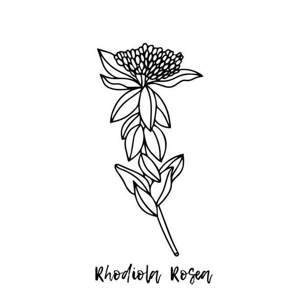 Rhodiola Rosea Örtillustration Medicinalväxt Ayurvediska Örter Mediciner Ayurveda Naturliga Örter Royaltyfria illustrationer