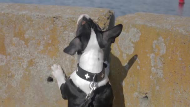 English bull terrier puppy. — Stock Video