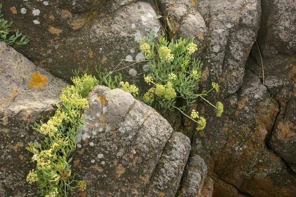 Stenar och blommor — Stockfoto