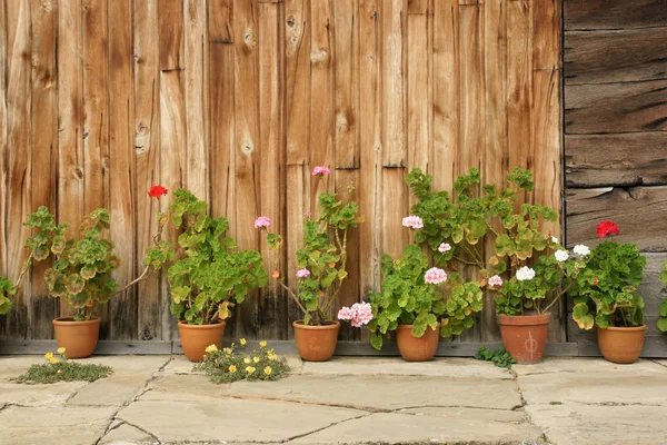 Geranienblüten — Stockfoto