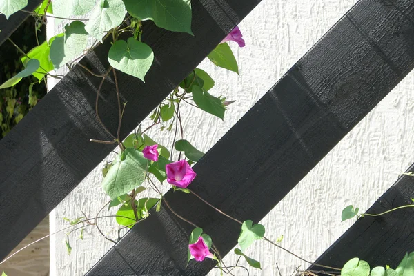 Цветок на заборе — стоковое фото