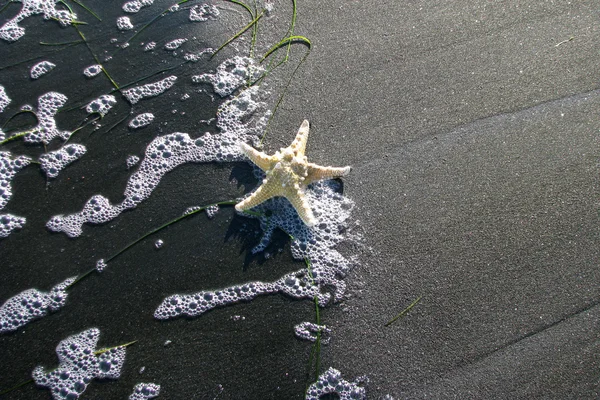 Estrela do Mar Negro - 2 — Fotografia de Stock