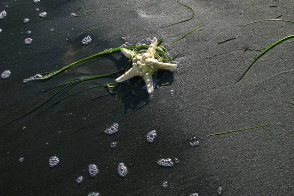 Star of the Black Sea - 3