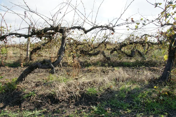 Oude wijngaard-1 — Stockfoto