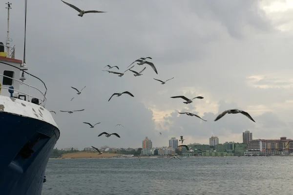 Ship and seagulls - 2 — Stock Photo, Image